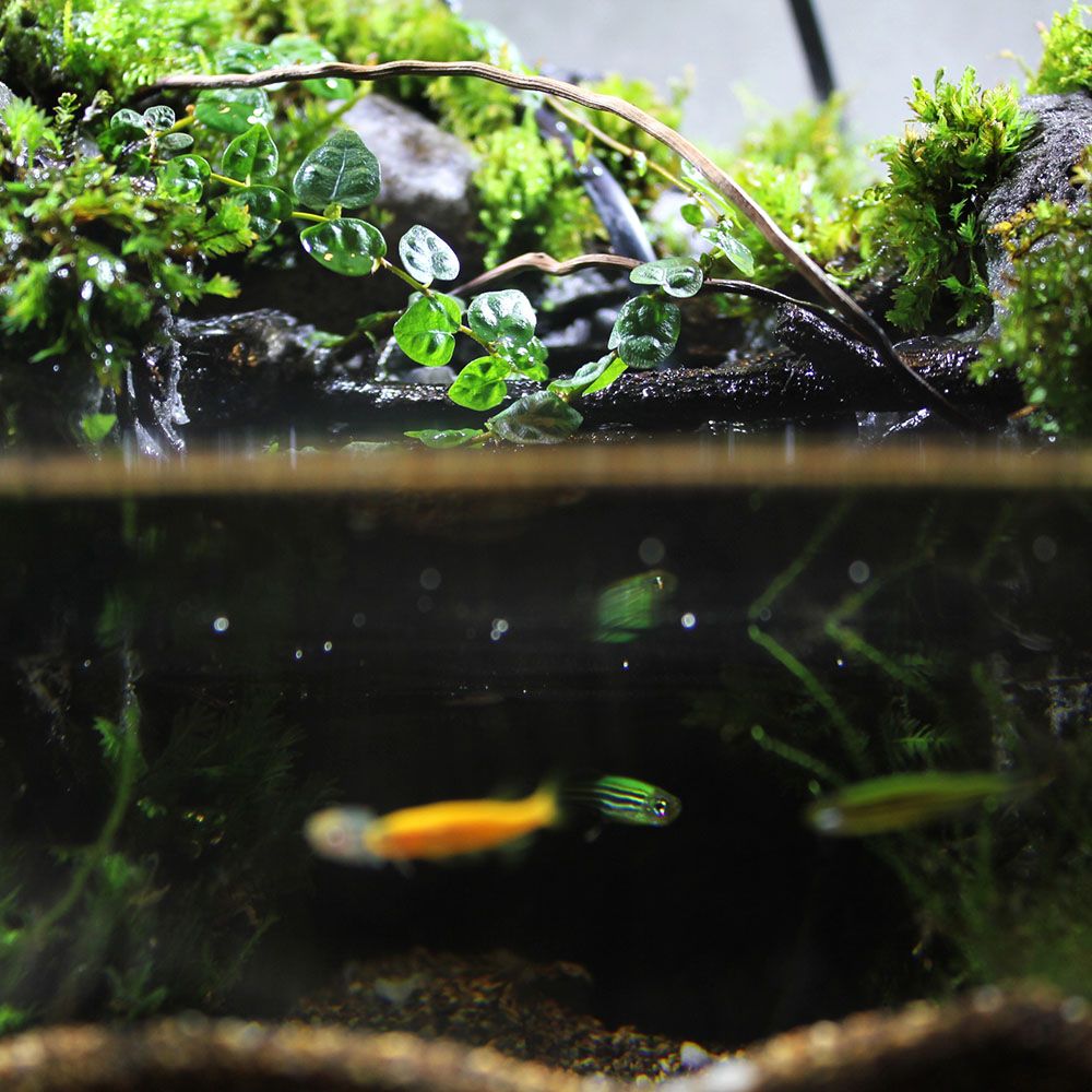 桌面魚缸布景（桌面魚缸布景的一些關鍵要素和步驟）