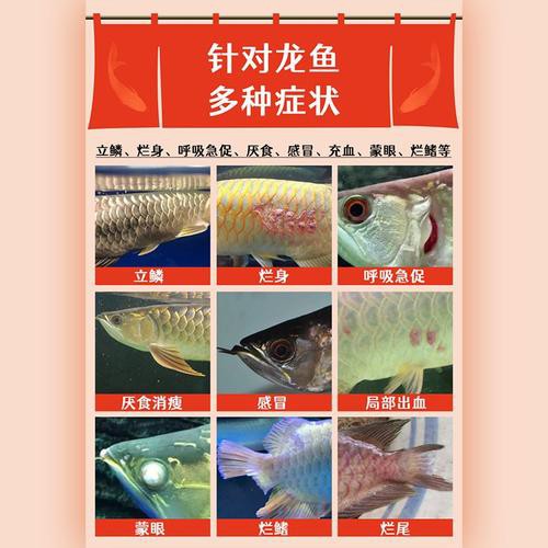 哪些除蟲藥對(duì)龍魚安全？