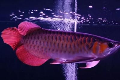 龍魚掉眼怎么回事兒：龍魚掉眼與水質關系探究龍魚掉眼的遺傳因素分析
