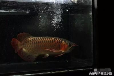 龍魚病了怎么治療圖片視頻講解：龍魚病了怎么治療