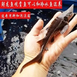 龍魚裝袋子能活多久：龍魚在裝袋運輸過程中能存活多長時間