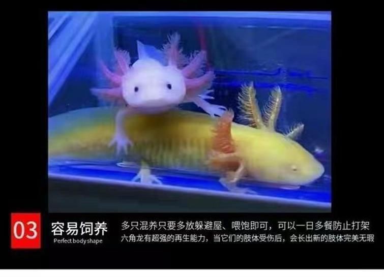 龍魚裝袋子能活多久：龍魚在裝袋運輸過程中能存活多長時間