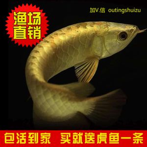 龍魚裝袋子能活多久：龍魚在裝袋運輸過程中能存活多長時間
