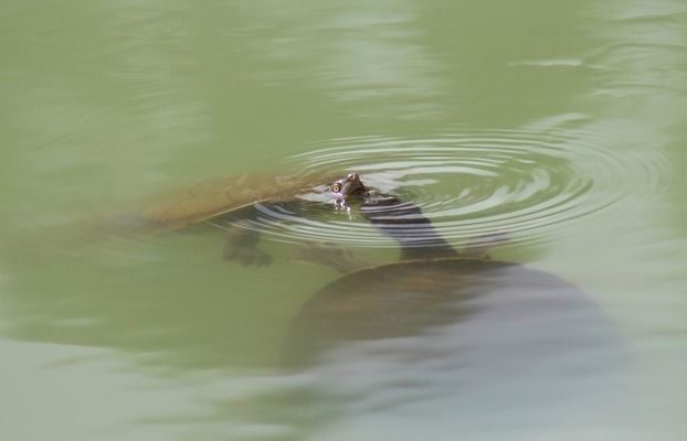 龍魚魚鱗上有白色絮狀物是什么：龍魚魚鱗上出現(xiàn)白色絮狀物可能由多種因素引起