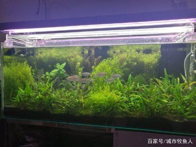 魚缸增氧泵一天開多長時間合適（魚缸增氧泵一天開多長時間合適魚缸增氧泵的使用時間）