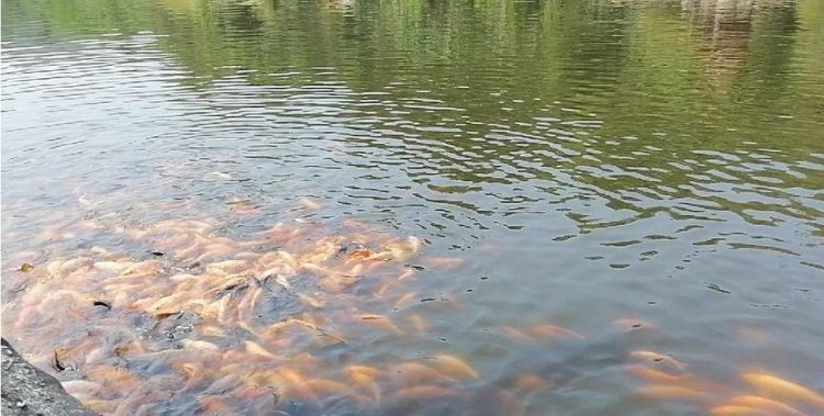 魚都扎堆在魚缸的一角里：魚缸一角扎堆可能由多種因素引起，魚缸氧氣不足的解決方案