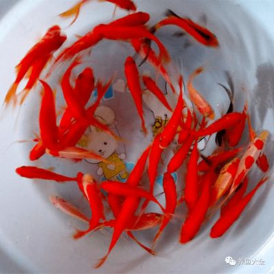 魚都扎堆在魚缸的一角里：魚缸一角扎堆可能由多種因素引起，魚缸氧氣不足的解決方案
