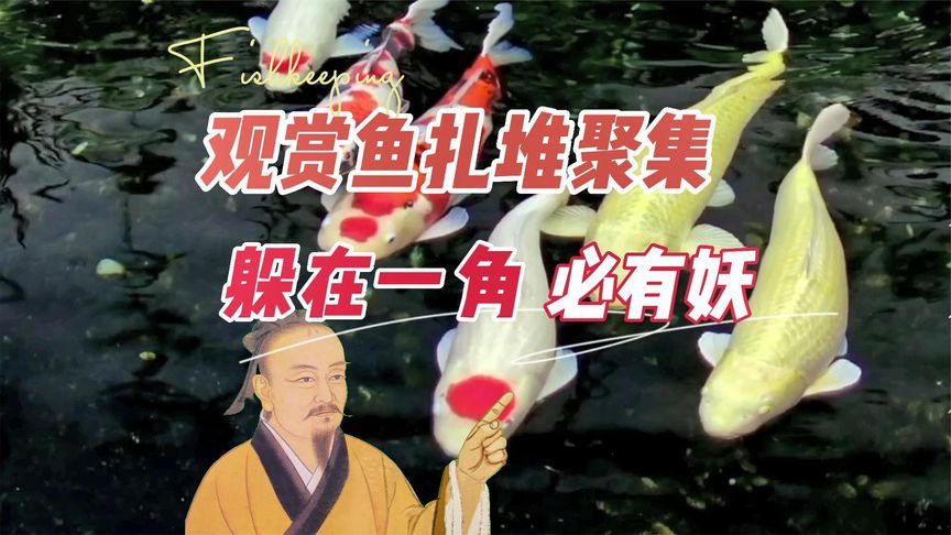 魚都扎堆在魚缸的一角里：魚缸一角扎堆可能由多種因素引起，魚缸氧氣不足的解決方案