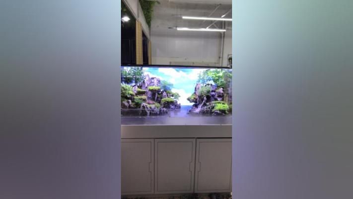 魚缸有不用換水的嗎圖片視頻（生態魚缸制作教程硝化細菌培養技巧）