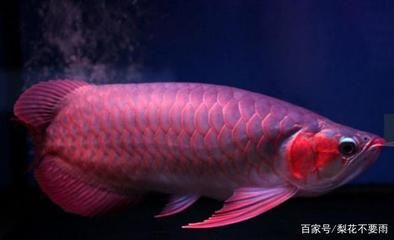 龍魚算不算海鮮：如何辨別龍魚的健康狀態(tài)？