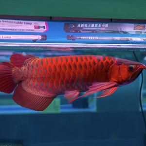 和興龍魚文建強（和興龍魚總經理文建強）