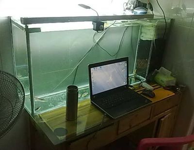 桌面魚缸擺放位置風(fēng)水圖解（桌面魚缸擺放位置風(fēng)水圖）