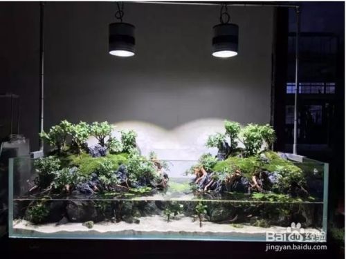 一米魚缸怎么造景：一米寬的魚缸造景需要精心規(guī)劃以創(chuàng)造一個美觀、實用的水生態(tài)環(huán)境