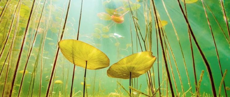 一米魚缸怎么造景：一米寬的魚缸造景需要精心規(guī)劃以創(chuàng)造一個美觀、實用的水生態(tài)環(huán)境
