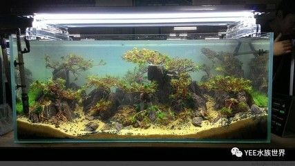 魚缸簡易供氧裝置：簡易魚缸供氧裝置