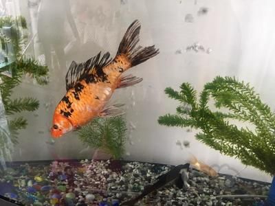 底濾魚缸怎樣放水？：如何選擇合適的魚缸底濾 底濾魚缸怎樣放水？：如何選擇合適的魚缸底濾 魚缸百科 第4張