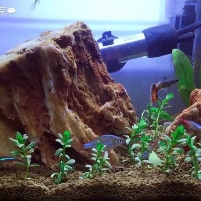 尛寶魚缸：尛寶魚缸與其他品牌對比[需手動填充][需手動填充]寶魚缸與其他品牌對比