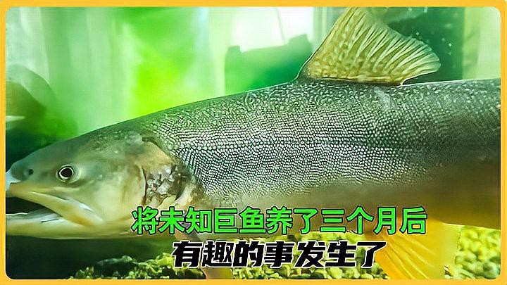 短身福龍王魚的市場趨勢如何