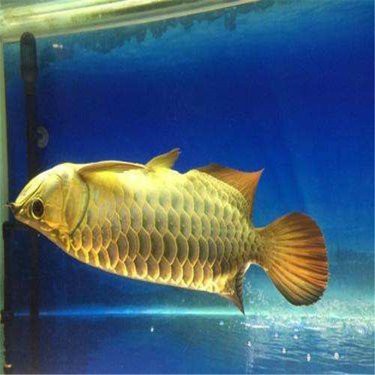 短身福龍王魚的市場趨勢如何