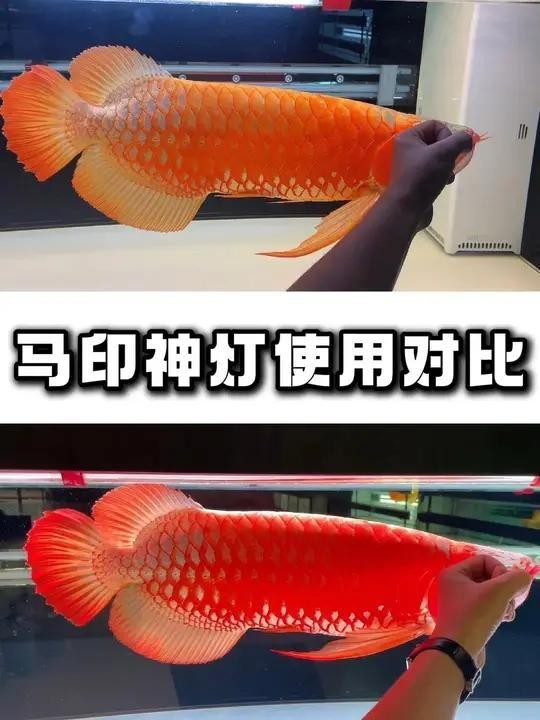 馬印龍魚燈的價格是多少？