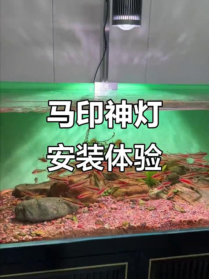 馬印龍魚燈的價格是多少？