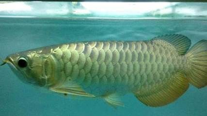 龍魚游起來無力怎么回事：龍魚游動無力可能由多種原因引起