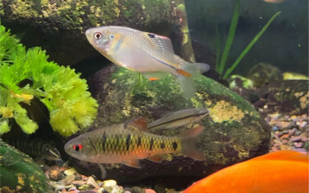 旁皮魚缸里長的快不快：如何判斷旁皮魚在缸里的生長速度