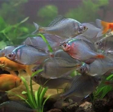 旁皮魚缸里長的快不快：如何判斷旁皮魚在缸里的生長速度