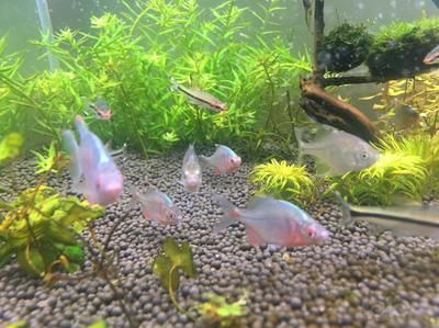 旁皮魚缸里長的快不快：如何判斷旁皮魚在缸里的生長速度