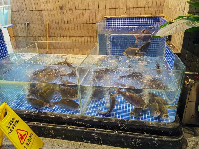 武漢龍魚批發市場在哪個位置呀圖片