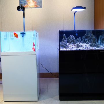 可麗愛(ài)魚缸是超白玻璃嗎為什么：為什么可麗愛(ài)魚缸選擇使用鋼化玻璃而非超白玻璃