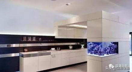 黑色的魚缸顏色在風(fēng)水中代表財富和財富的象征意義：風(fēng)水魚的種類與寓意