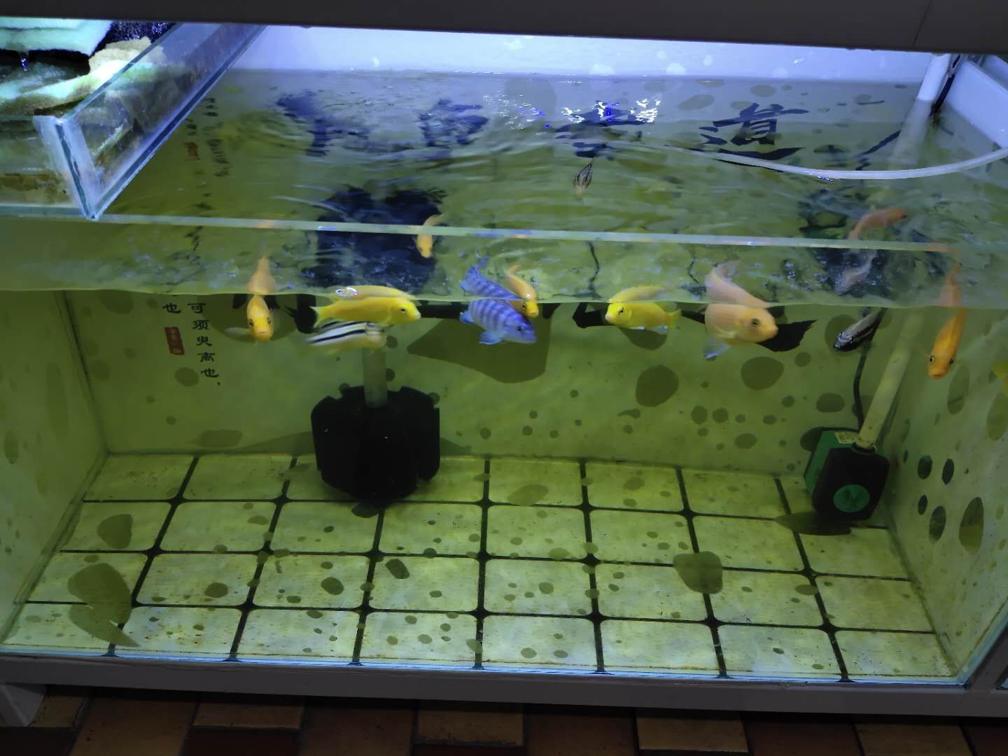 閩江魚(yú)缸組裝視頻：詳情閩江魚(yú)缸組裝教程