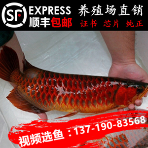 龍口市東萊鎮海龍宮水族館（龍口市東萊鎮海龍宮水族館電話）