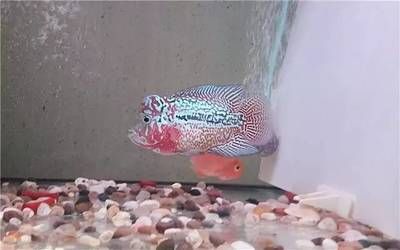 紅馬羅漢魚適合多大魚缸（關于紅馬羅漢魚適合的魚缸大小） 紅馬羅漢魚適合多大魚缸（關于紅馬羅漢魚適合的魚缸大小） 魚缸百科 第3張