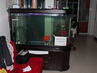 紅馬羅漢魚適合多大魚缸（關于紅馬羅漢魚適合的魚缸大小） 紅馬羅漢魚適合多大魚缸（關于紅馬羅漢魚適合的魚缸大小） 魚缸百科 第1張