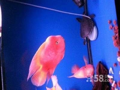 龍魚和財神一塊混養怎么喂食：混養龍魚和財神魚的注意事項