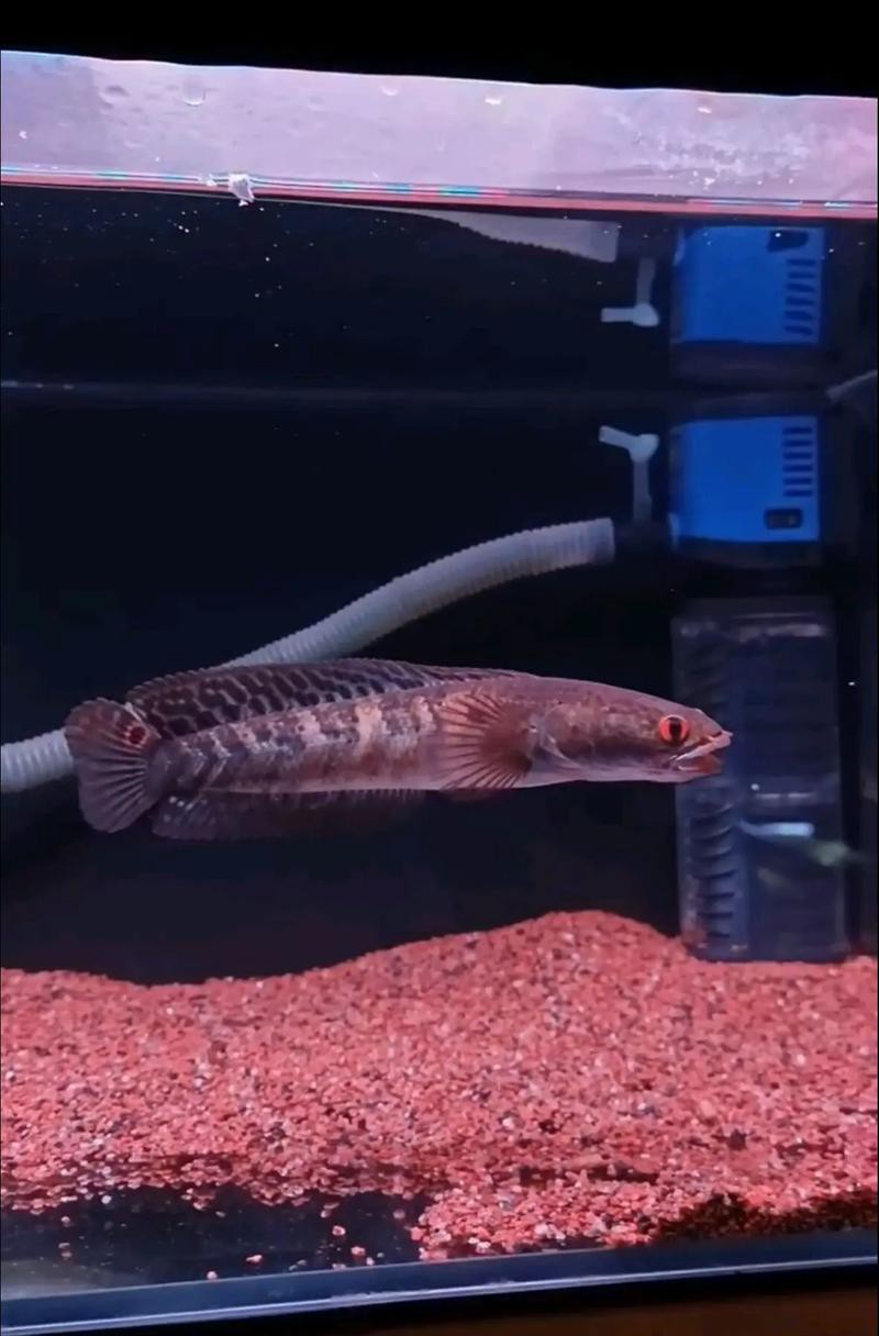 紅帝王雷龍魚苗子怎么養活
