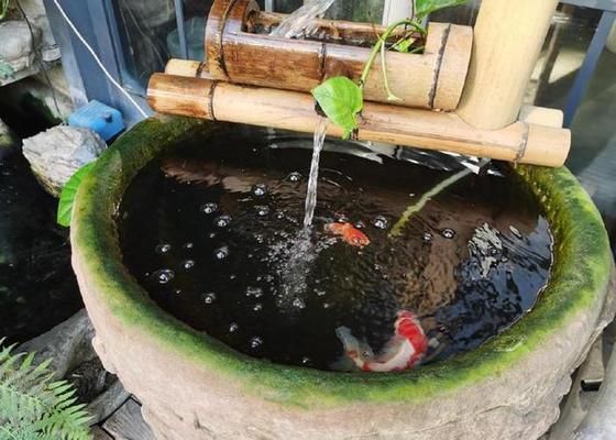 瑪麗魚缸最忌三種東西：瑪麗魚缸最忌諱的三種物品需遵循多元化信息與專業(yè)分析框架