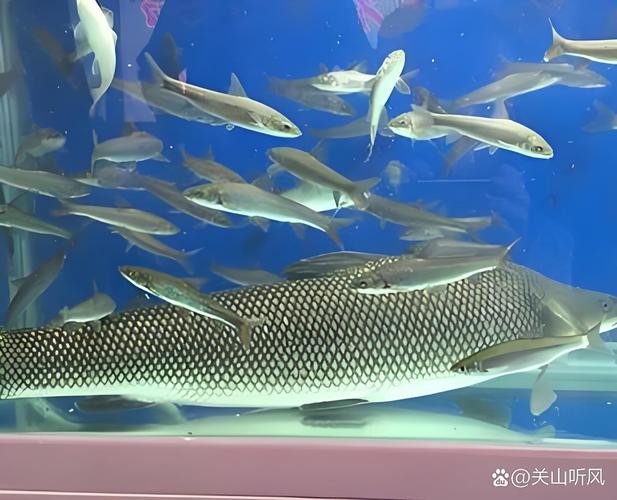 銀龍魚是什么魚圖片