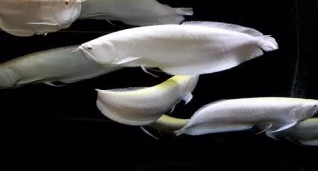 銀龍魚是什么魚圖片