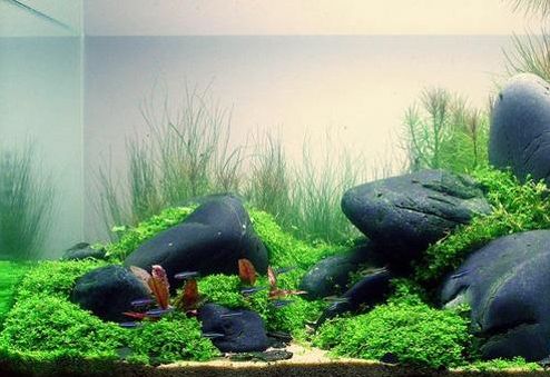 魚缸彩色石頭造景：如何防止魚缸石頭褪色