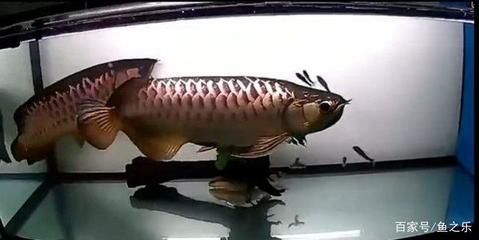 龍魚七秒記憶嗎（“龍魚的記憶只有七秒”是一個常見的誤解，科學研究已證明）