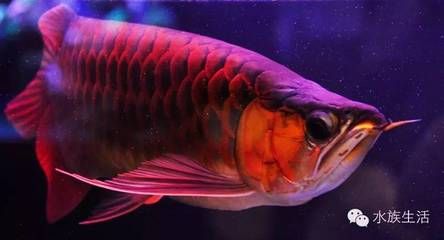龍魚七秒記憶嗎（“龍魚的記憶只有七秒”是一個常見的誤解，科學研究已證明）