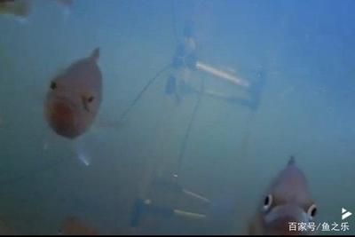 龍魚七秒記憶嗎（“龍魚的記憶只有七秒”是一個常見的誤解，科學研究已證明）