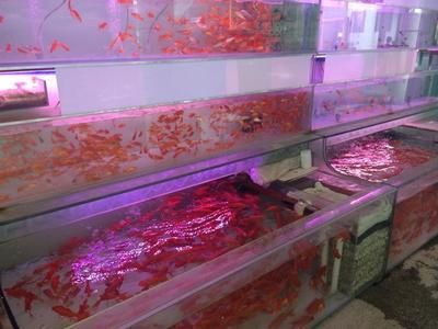 福州水族批发市场：福州水族市场最新动态，福州观赏鱼品种介绍