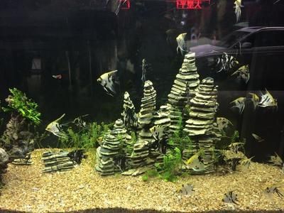 福州水族批發(fā)市場(chǎng)：福州水族市場(chǎng)最新動(dòng)態(tài)，福州觀賞魚品種介紹