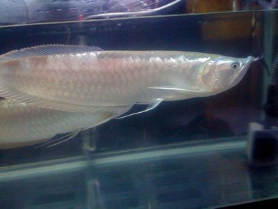 銀龍魚幼魚細(xì)菌感染的早期信號：銀龍魚在幼年時(shí)期容易遭受細(xì)菌感染的早期信號可能包括以下幾個(gè)方面