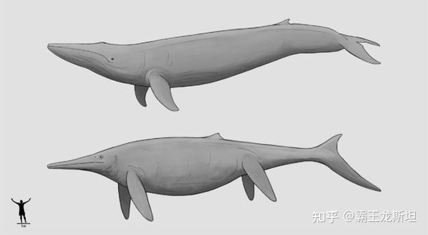 泰曼魚龍中的哪個物種最大？