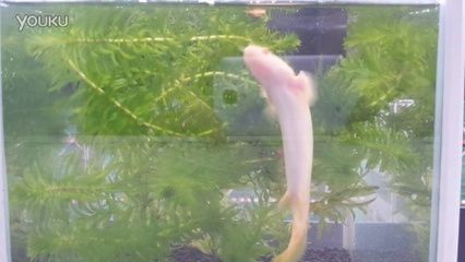 養小龍魚水流大還是小：養小龍魚的注意事項